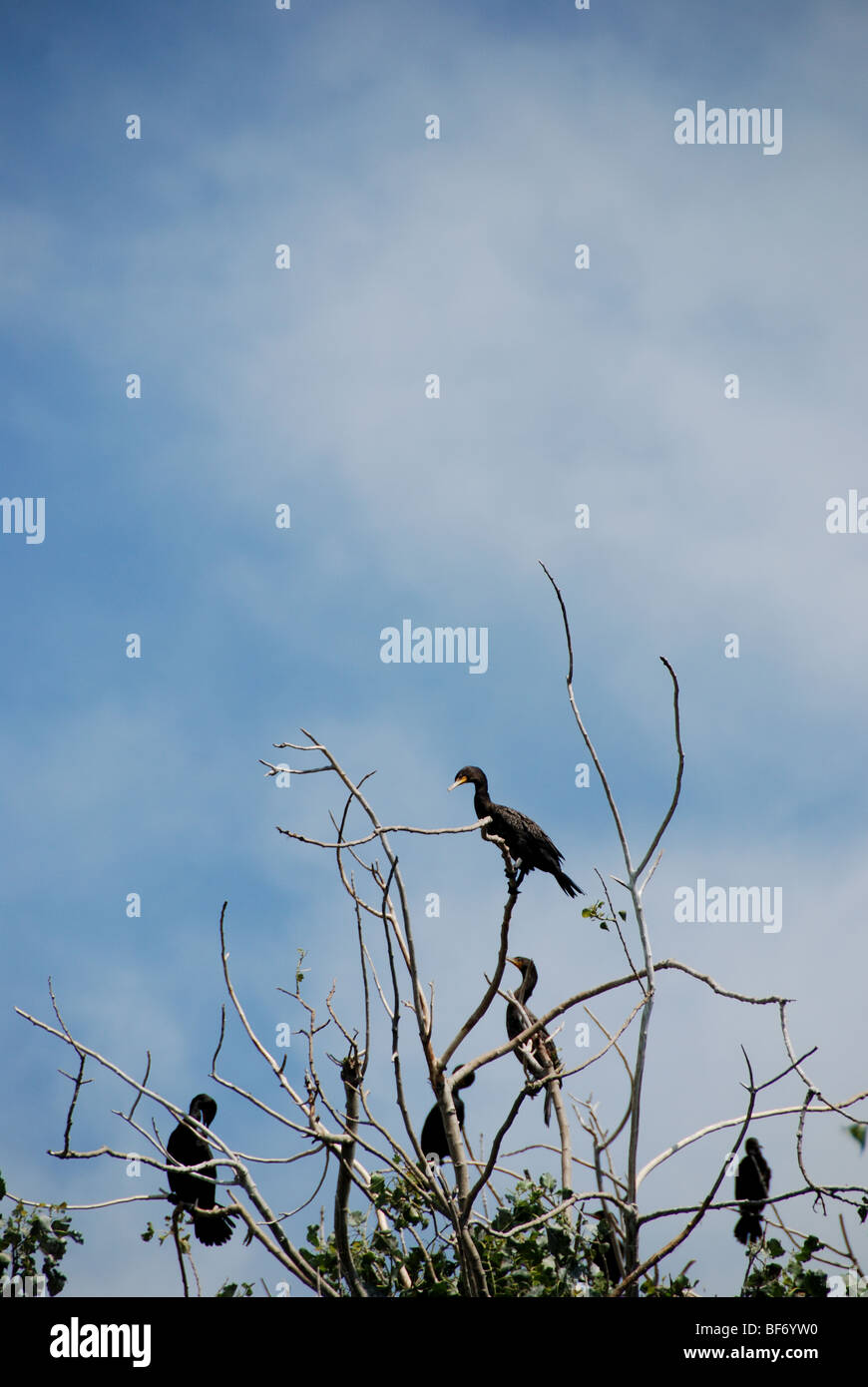 De grandes colonies de cormorans sur le front de mer de Toronto Leslie Spit sont maintenant considérées comme des ravageurs en raison des dommages que leurs excréments infligent aux arbres locaux. Banque D'Images
