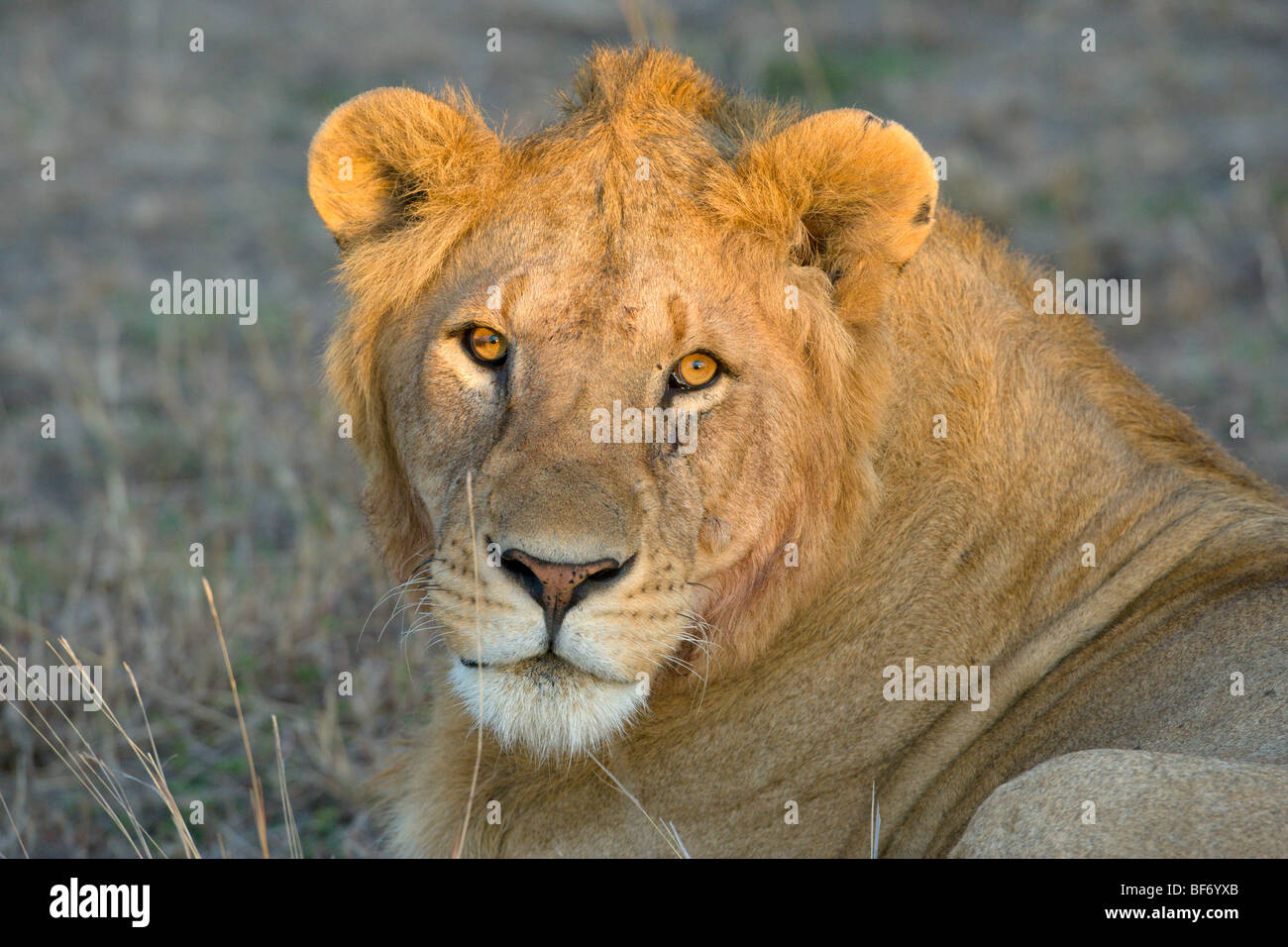 L'Afrique de l'Homme Lion, Panthera leo, potrait. Le Masai Mara National Reserve, Kenya. Banque D'Images