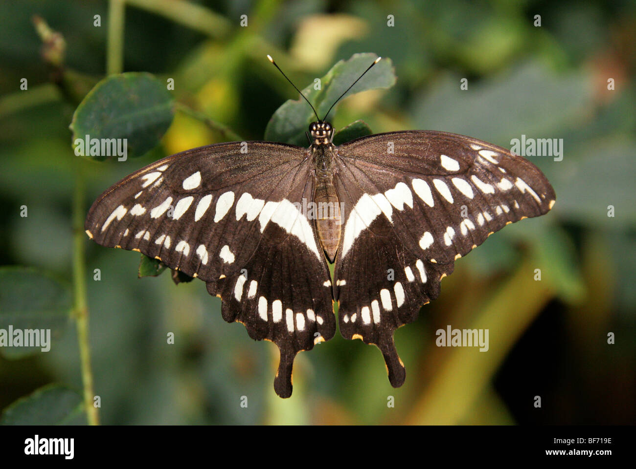 Giant Swallowtail Butterfly ou King Page, Papilio cresphontes, Papilionidae Neo Amérique du Nord Tropical Banque D'Images