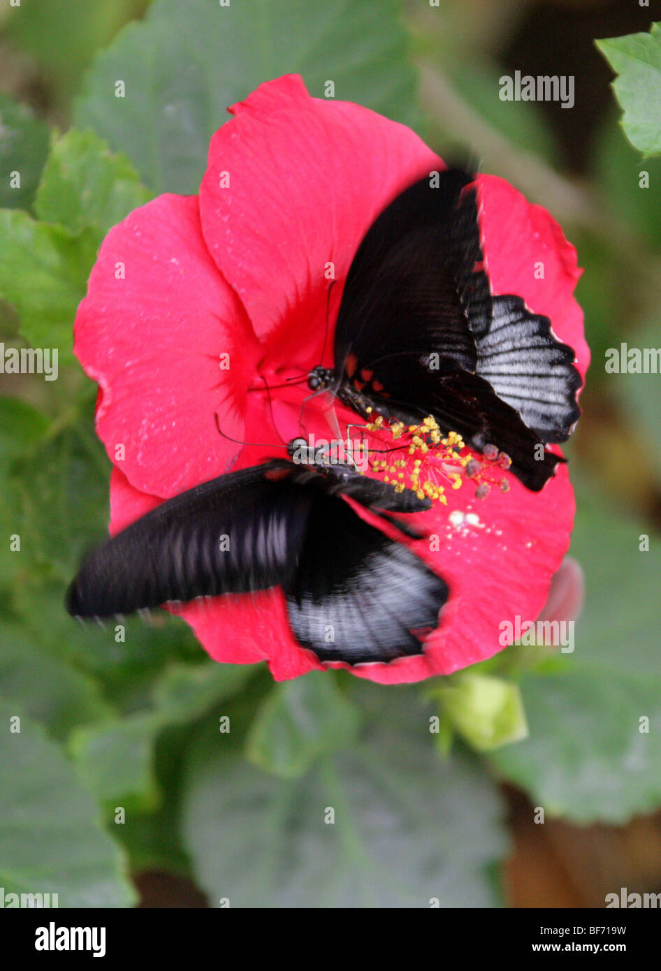 Une paire de Grand Mormon Papillons Machaons se nourrissant sur une fleur d'Hibiscus, Papilio memnon, Papilionidae Banque D'Images