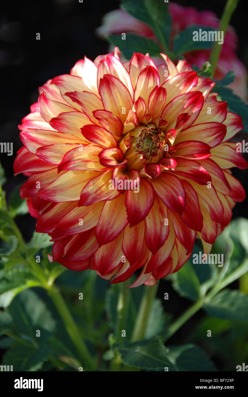 Une grande fleur dahlia formelle spectaculaire. Banque D'Images