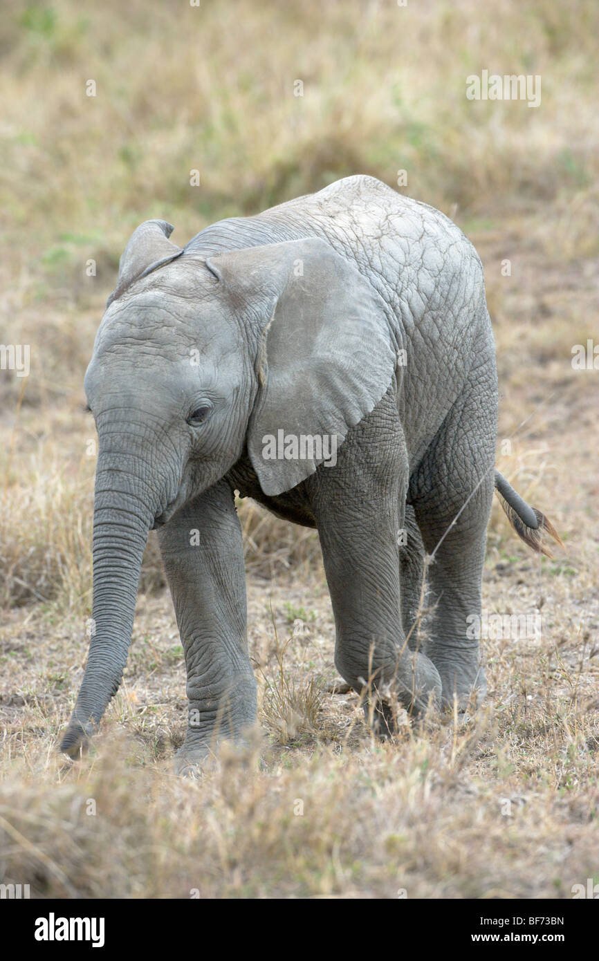 Bébé éléphant africain, Loxodonta africana, marchant dans l'herbe. Le Masai Mara National Reserve, Kenya. Banque D'Images