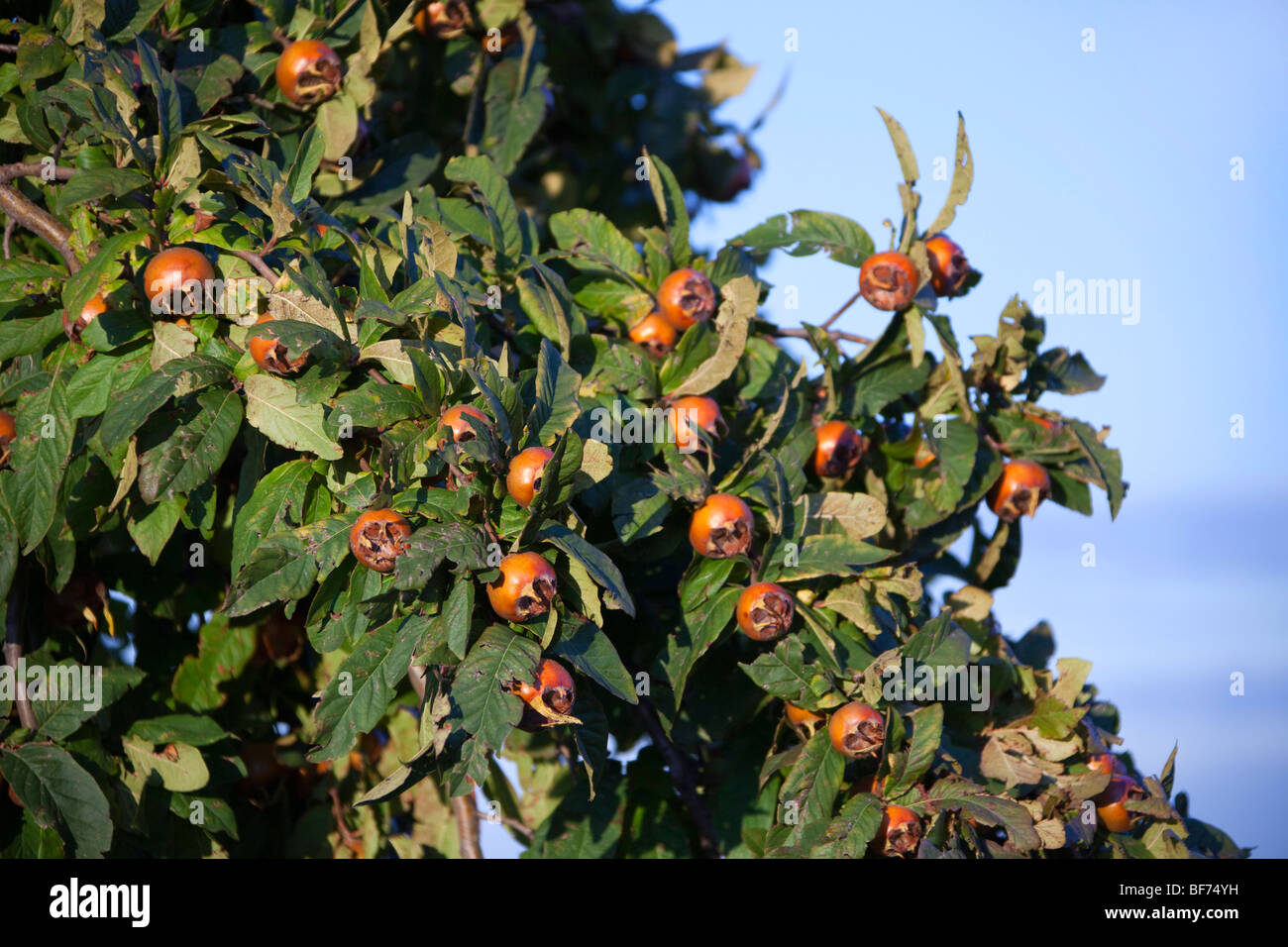 Néflier commun (Mespilus germanica) le feuillage et les fruits, les pommes avec leurs longs sépales à l'apex. Alsace, France. Banque D'Images