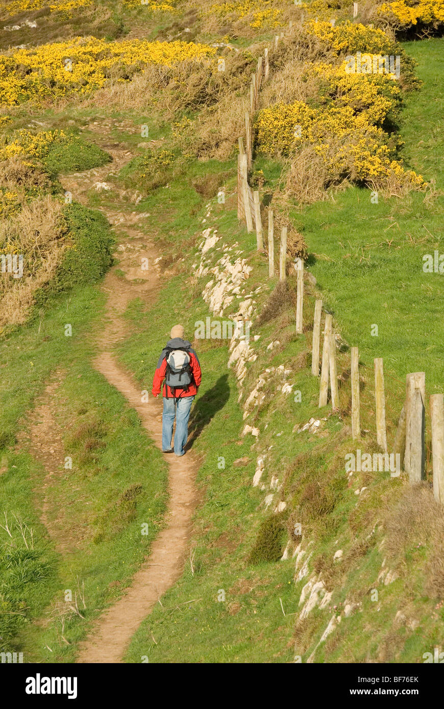Walker marche le long costpath, Pembrokeshire, Pays de Galles, Royaume-Uni Banque D'Images