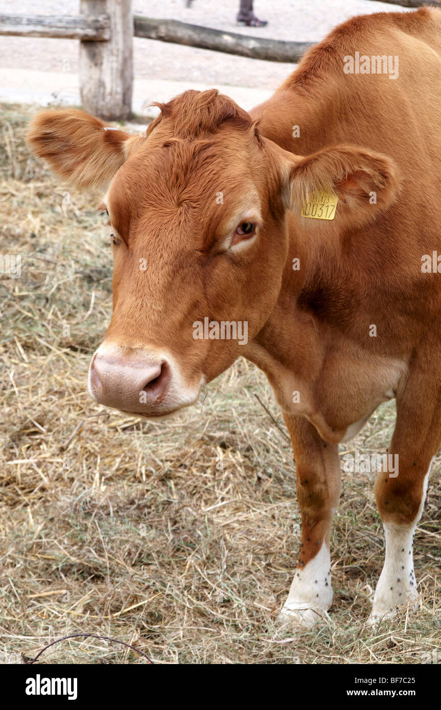 Les jeunes vaches de Guernesey. Banque D'Images