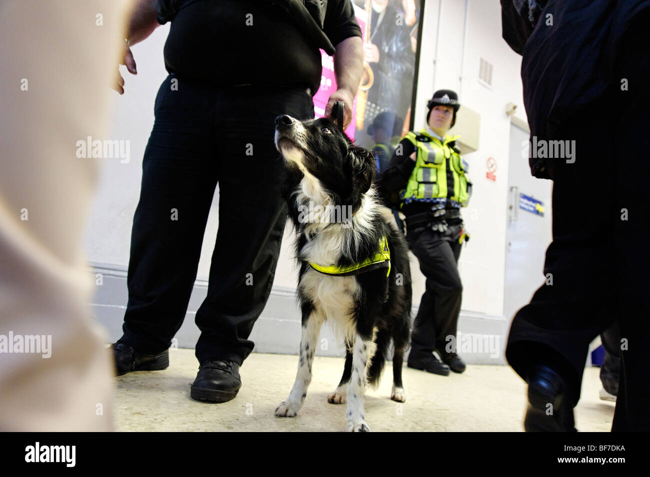 La police britannique des transports à l'aide d'un chien renifleur de drogue pendant les affaires courantes la police de quartier à Lewisham gare. Londres Banque D'Images
