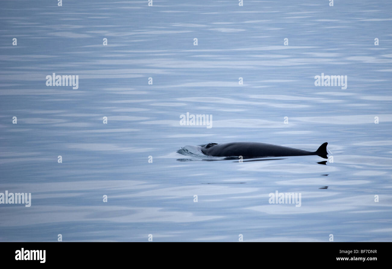 Le nord du Petit Rorqual (Balaenoptera acutorostrata), Baie Faxafloi, Islande Banque D'Images