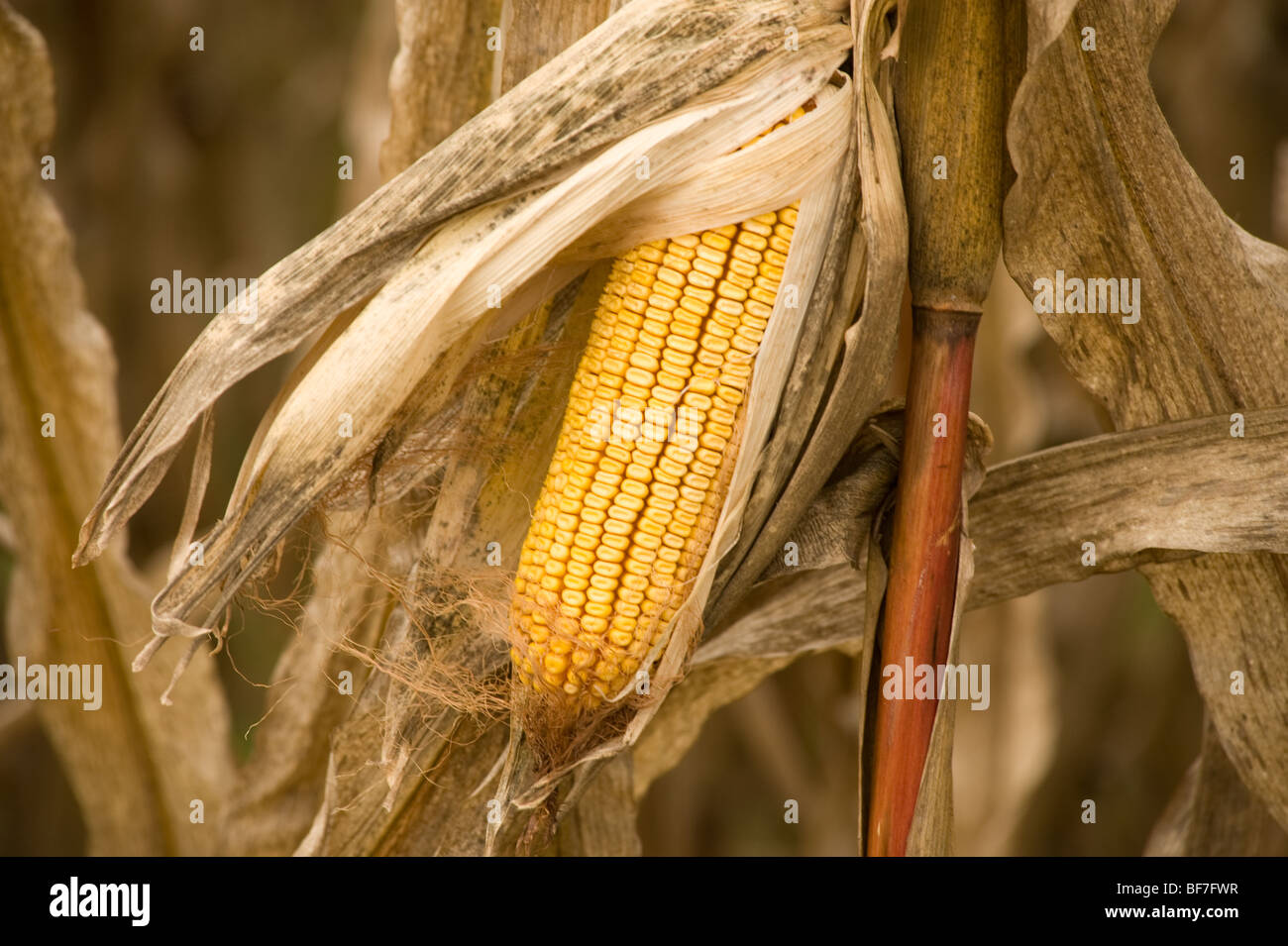 L'oreille de maïs close up in field Banque D'Images