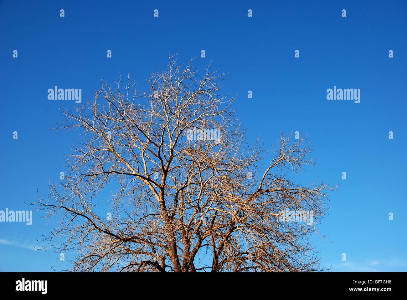 Arbre sans feuilles d'arbre sur fond de ciel bleu Banque D'Images