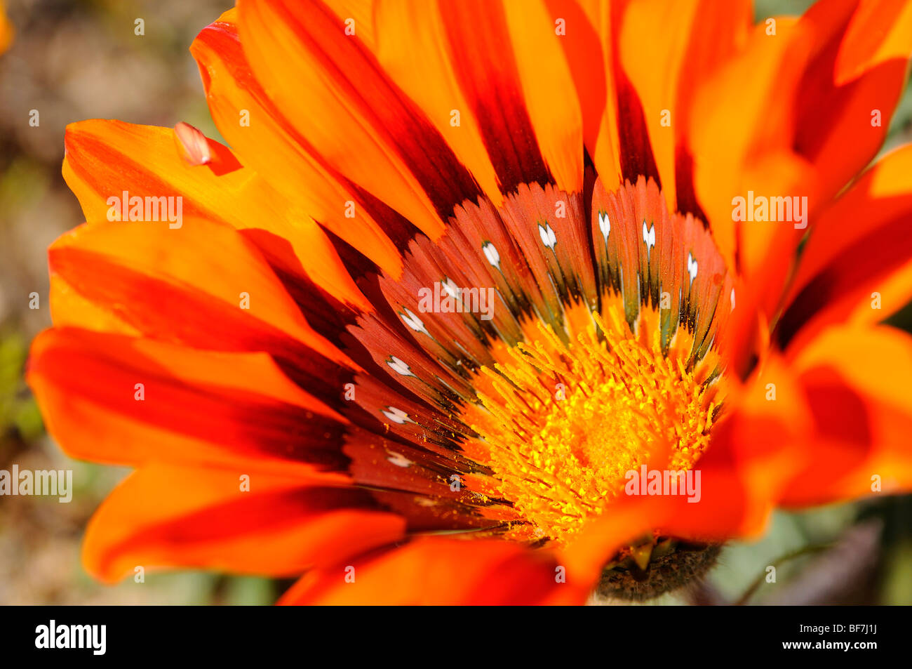 Leiopoda Gazania, Namaqualand, Afrique du Sud Banque D'Images