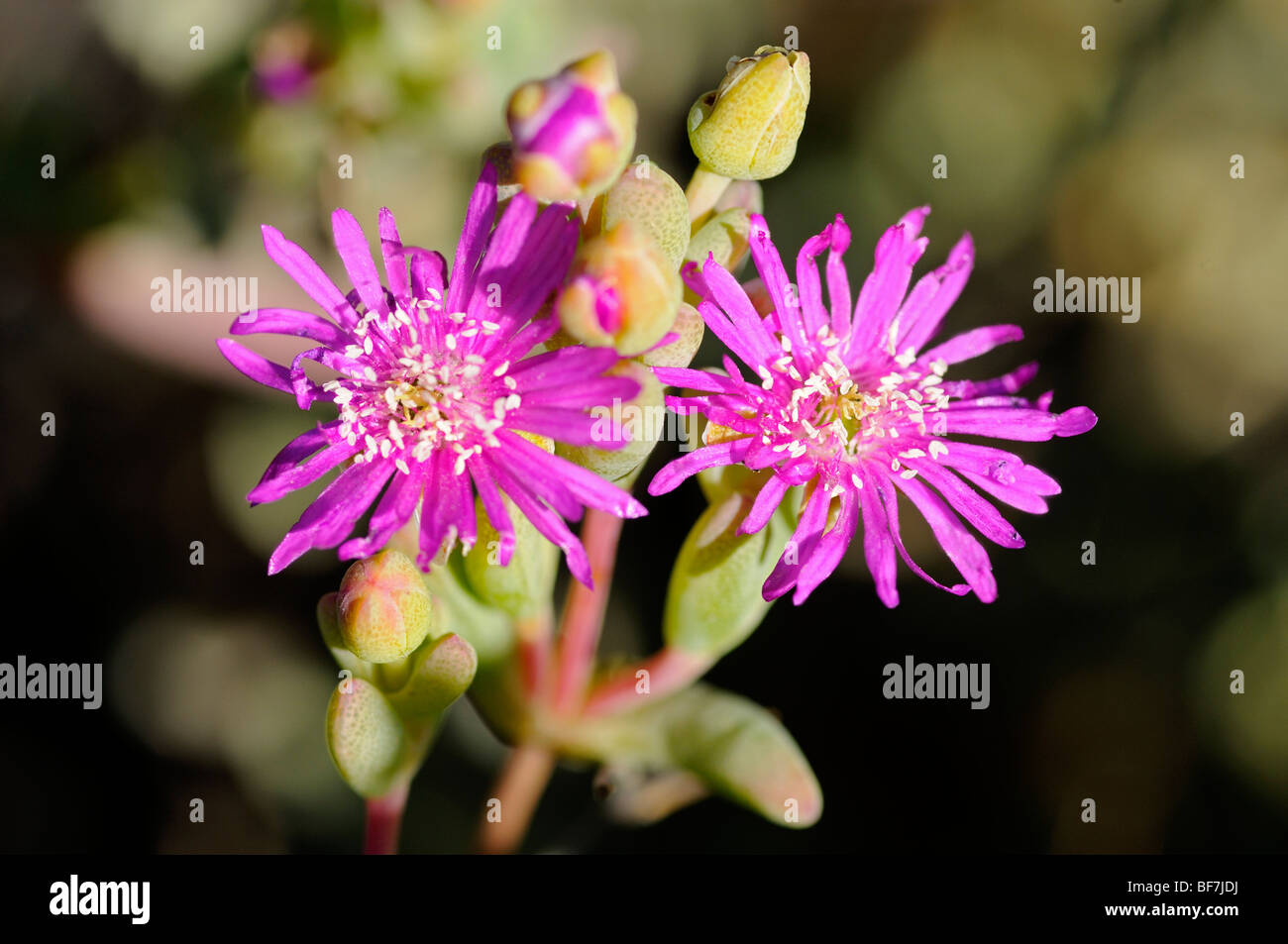 Spec Ruschia., Le Namaqualand, Afrique du Sud Banque D'Images