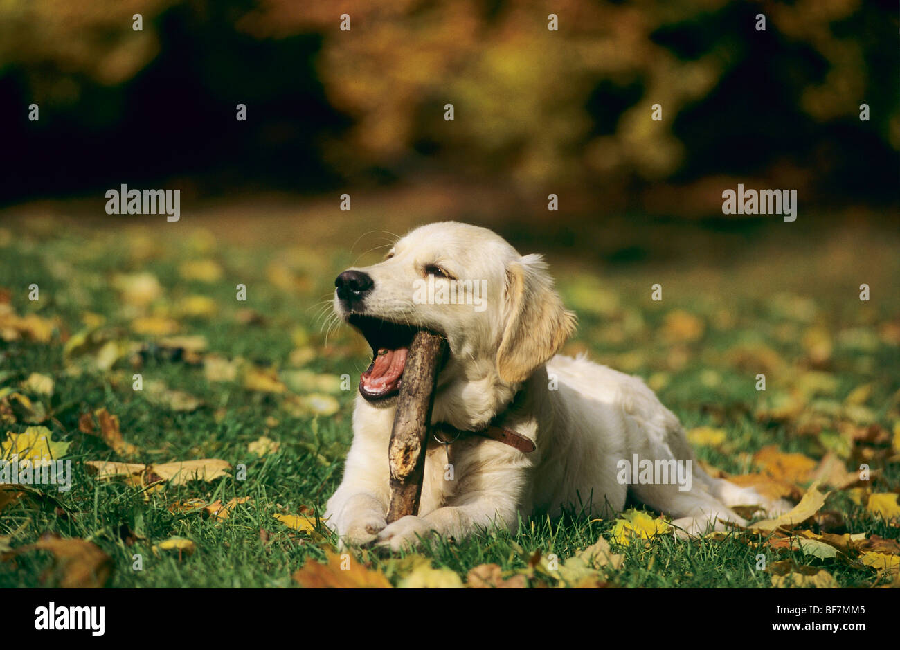 Golden Retriever dog - couché avec un bâton dans la bouche Banque D'Images