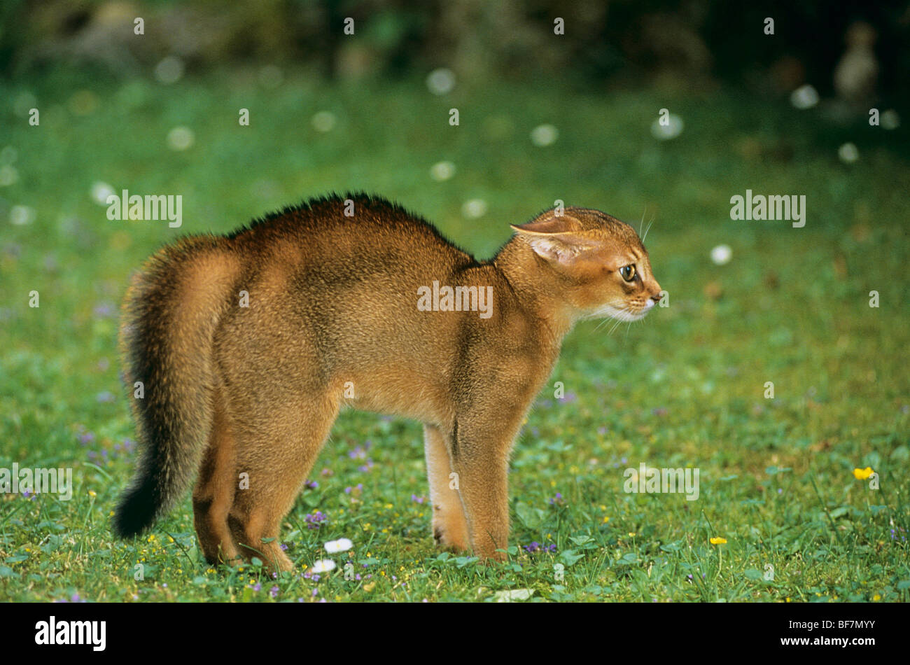 Chat Domestique Abyssinian Chaton Qui Arque Son Dos Et Crache Photo Stock Alamy Chat Domestique Abyssinian Chaton Qui Arque Son Dos Et Crache Photo Stock Alamy