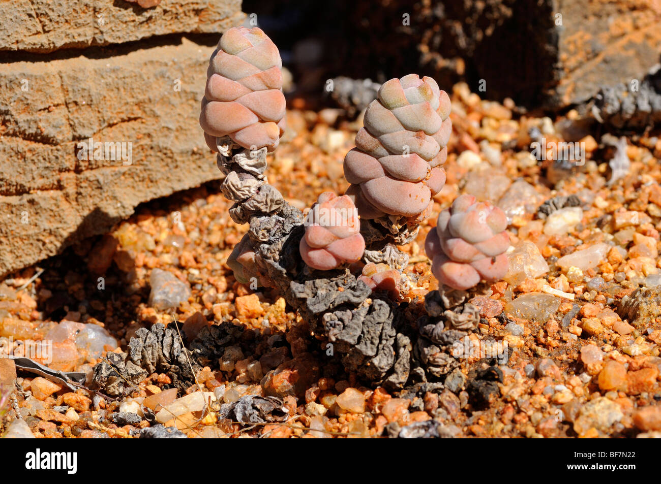 Crassula plegmatoides, Namaqualand, Afrique du Sud Banque D'Images