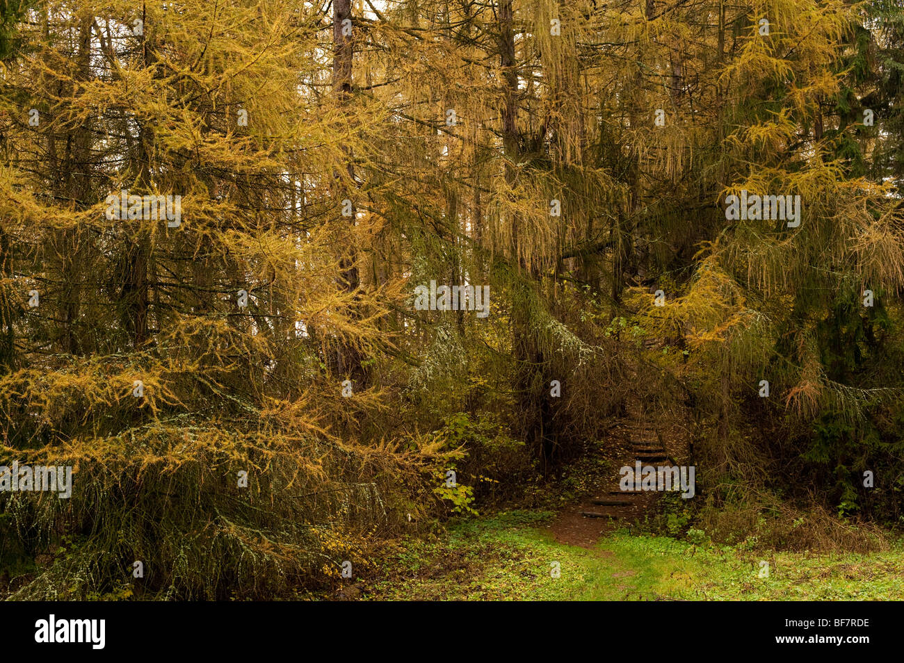 Forêt d'automne humide avec un sentier de marche marron Banque D'Images