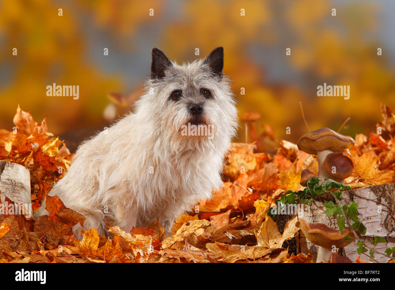 Cairn Terrier, 14 ans / feuillage de l'automne Banque D'Images