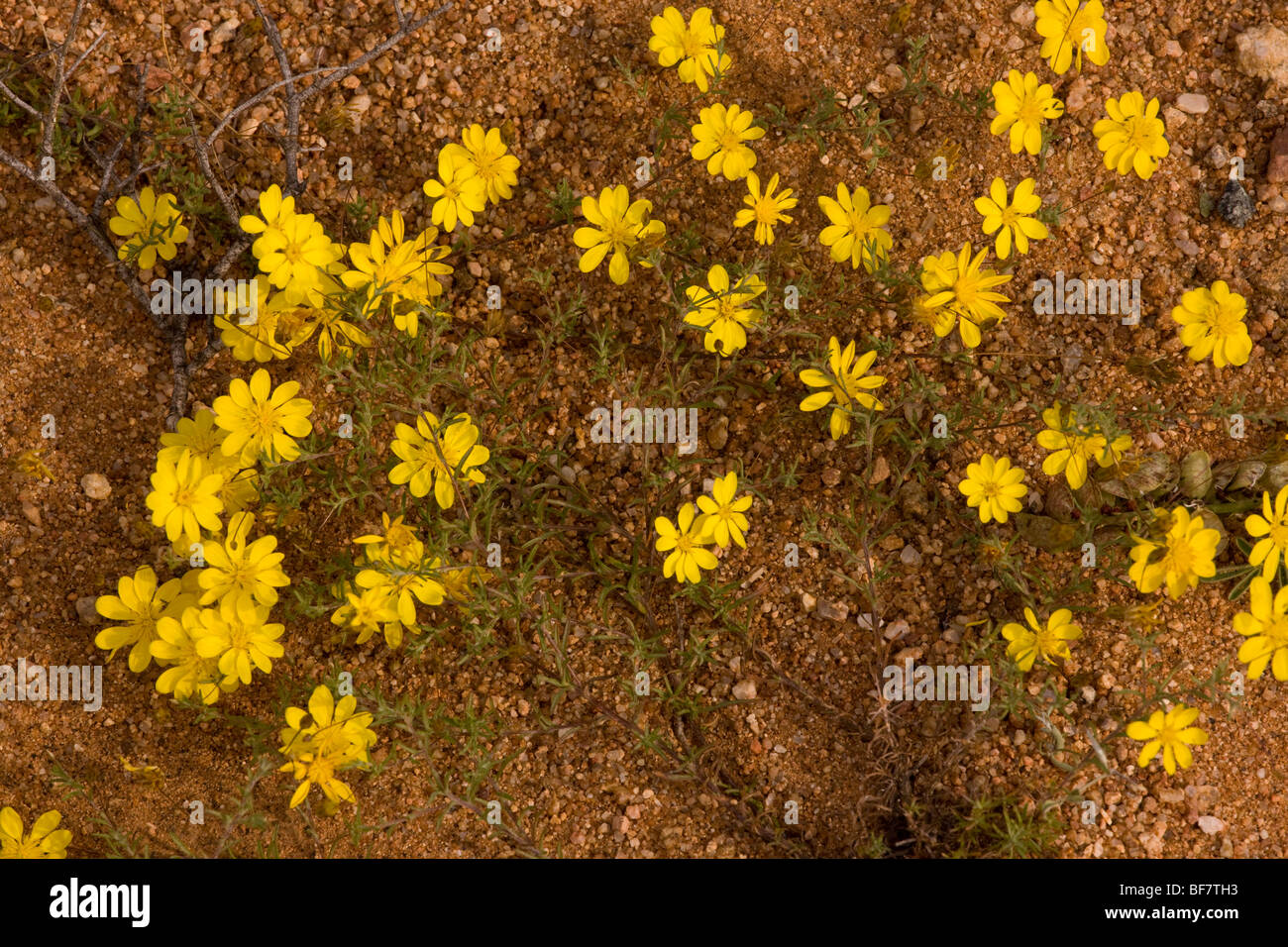 Rhynchopsidium pumilum, dans le désert de Namaqua, Afrique du Sud Banque D'Images