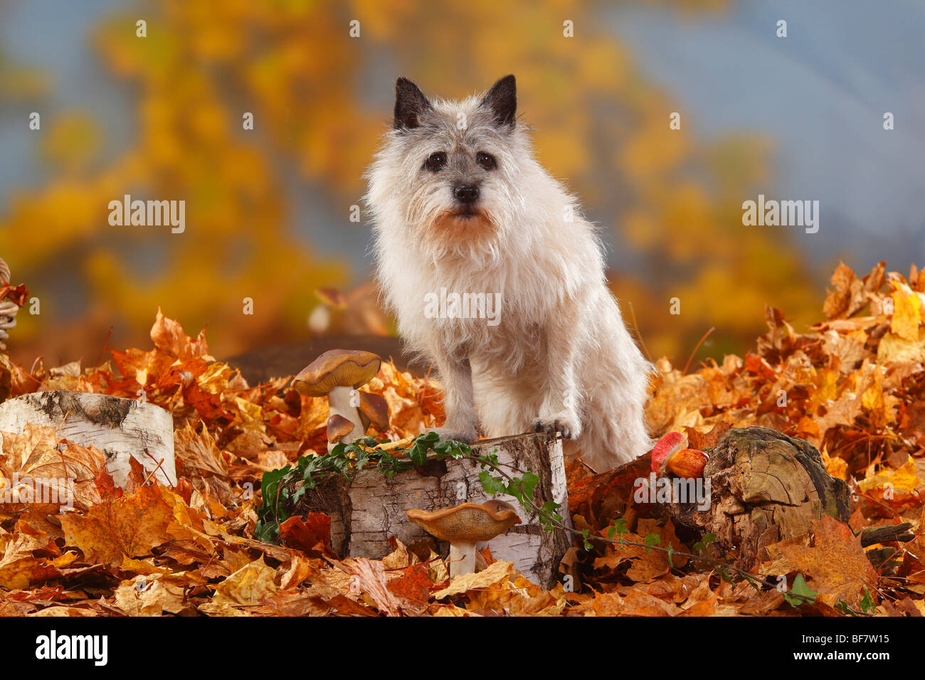 Cairn Terrier, 14 ans / feuillage de l'automne Banque D'Images