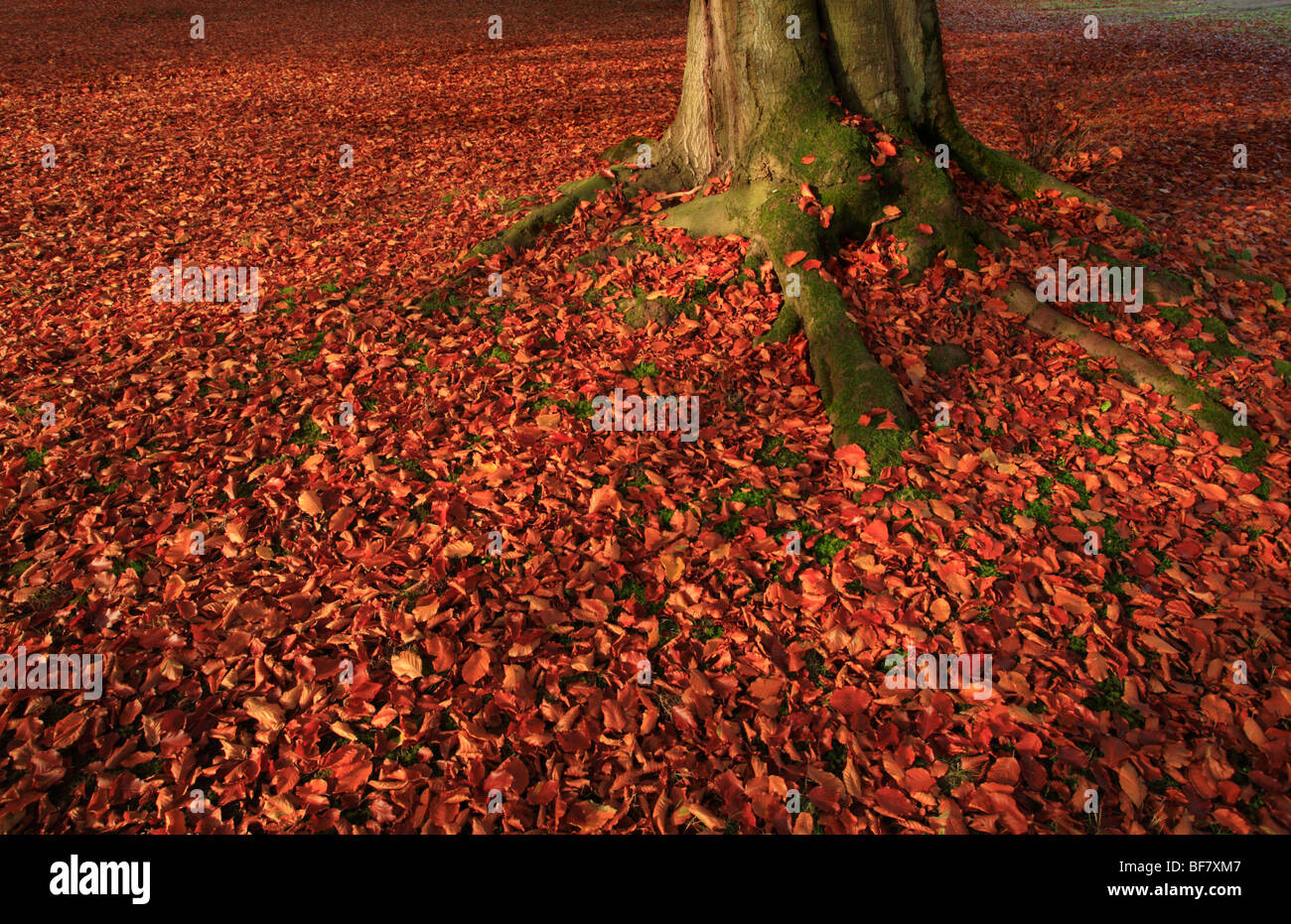 Le tronc d'un hêtre en automne avec un tapis de feuilles rouges. Banque D'Images