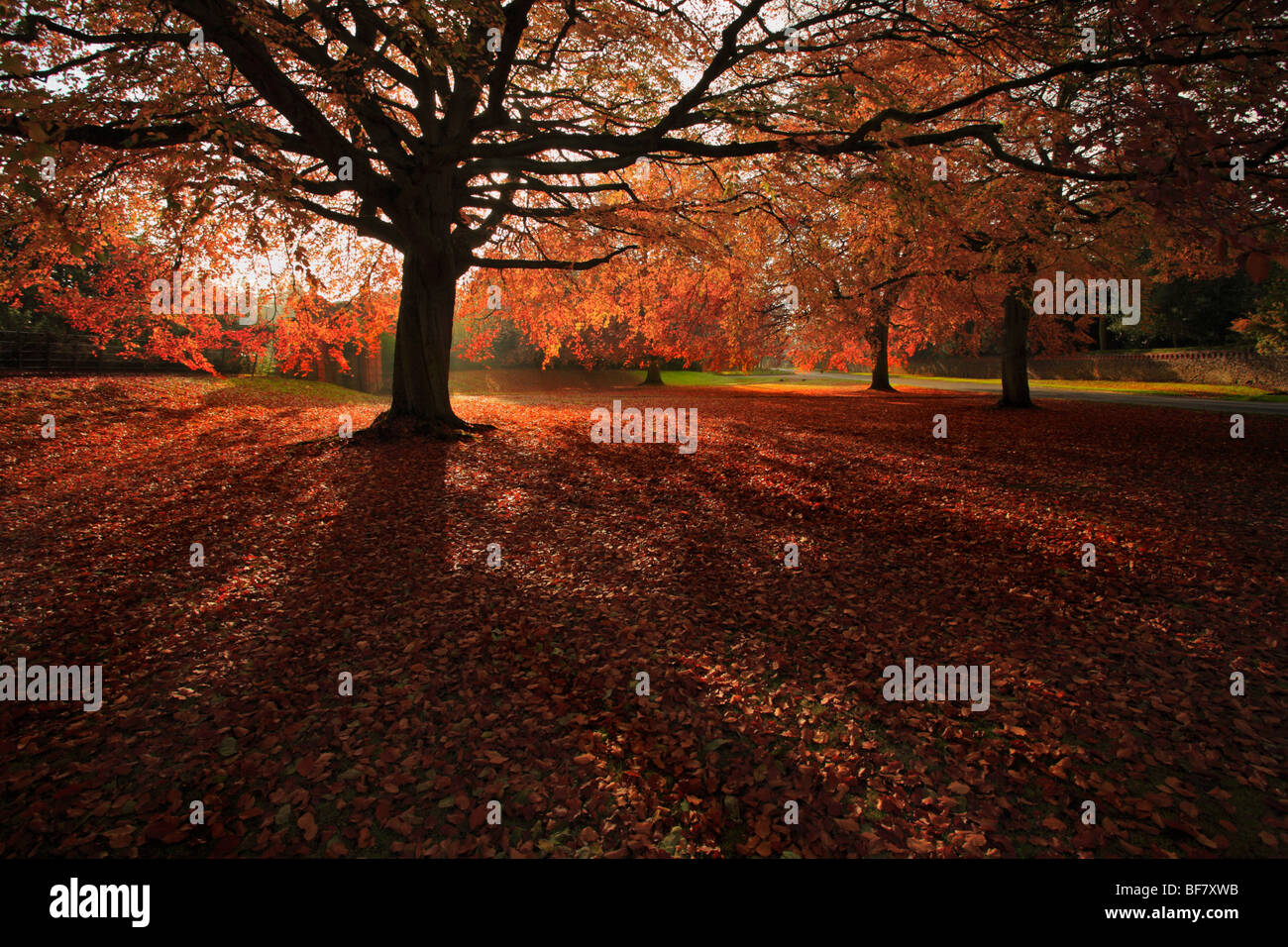 Lumière du soleil à travers l'automne les feuilles rouges sur les hêtres à Sandringham, Norfolk. Banque D'Images