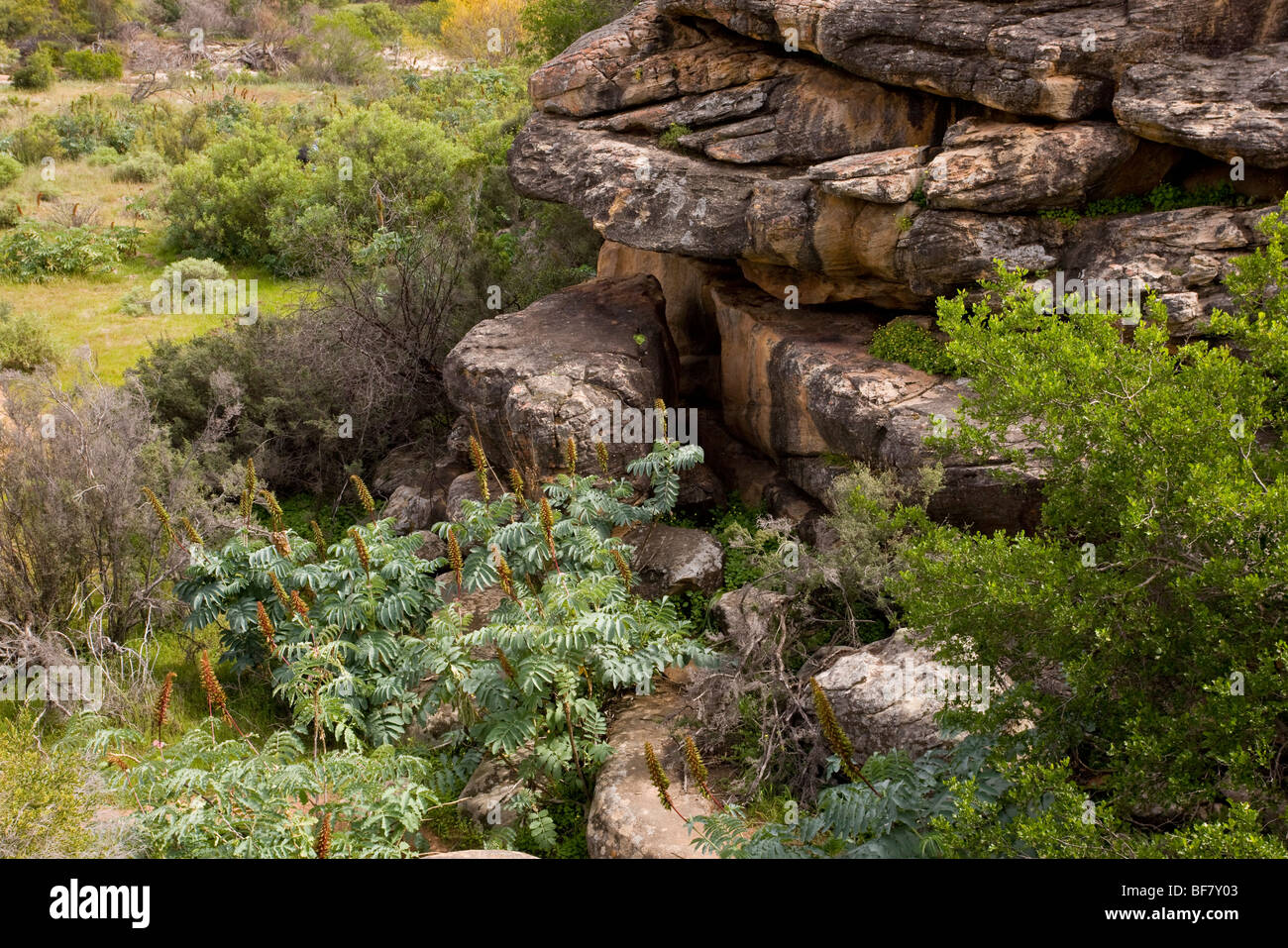 Bush ou du miel de fleurs, Miel géant Melianthus major, poussent à l'état sauvage au milieu des rochers dans la montagne Cederberg, Afrique du Sud Banque D'Images