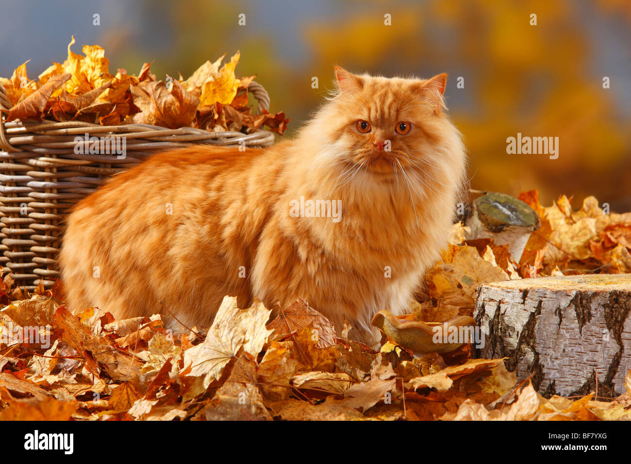 British Longhair Cat, tomcat / Highlander, Lowlander, britannique, feuillage de l'automne Banque D'Images