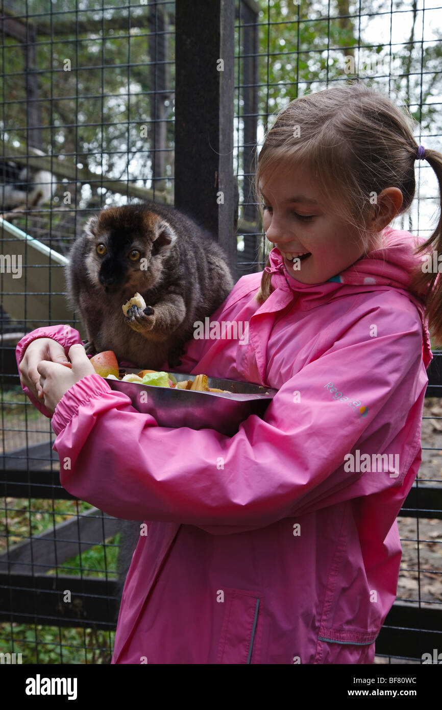 L'alimentation d'une naine rouge fille lemur au cours de sa 'junior keeper pour la journée d'expérience professionnelle, à l'Oasis de la faune de Lakeland en Cumbria. Banque D'Images