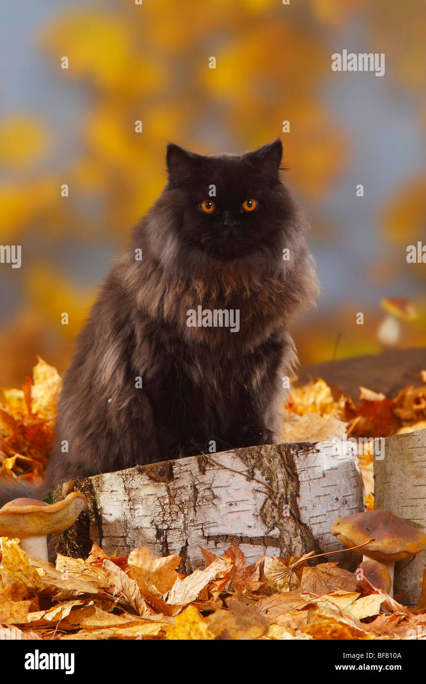 British Longhair Cat, tomcat, noir / Highlander, Lowlander, britannique, feuillage de l'automne Banque D'Images