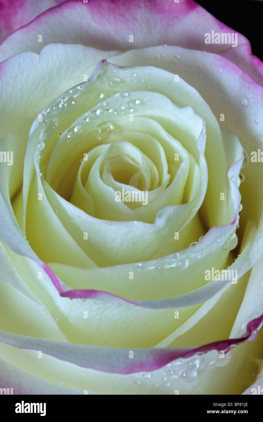 Rose rose et blanc Banque D'Images