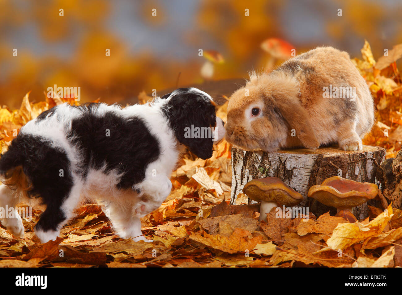 Cavalier King Charles Spaniel puppy, tricolore, 11 semaines, et Lop-eared lapin nain / lapin domestique, feuillage de l'automne Banque D'Images