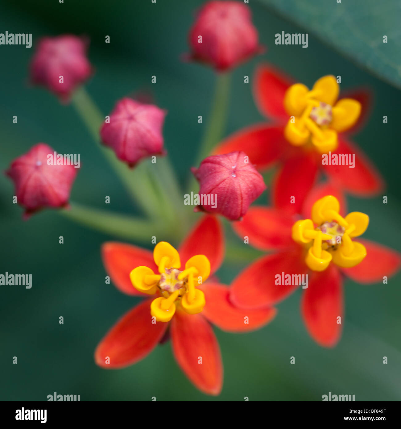 Gros plan fleur Banque D'Images