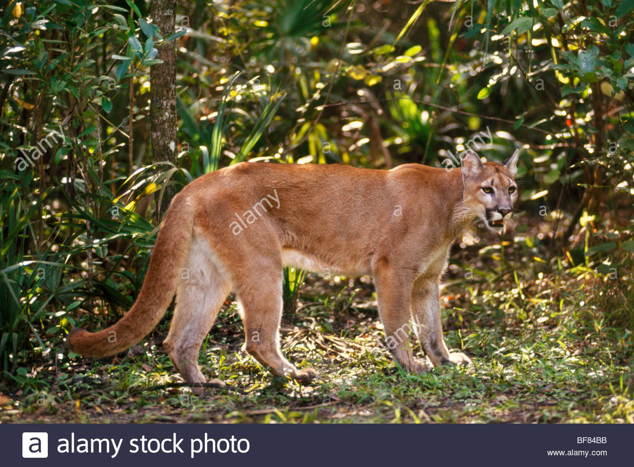 puma de floride puma de floride