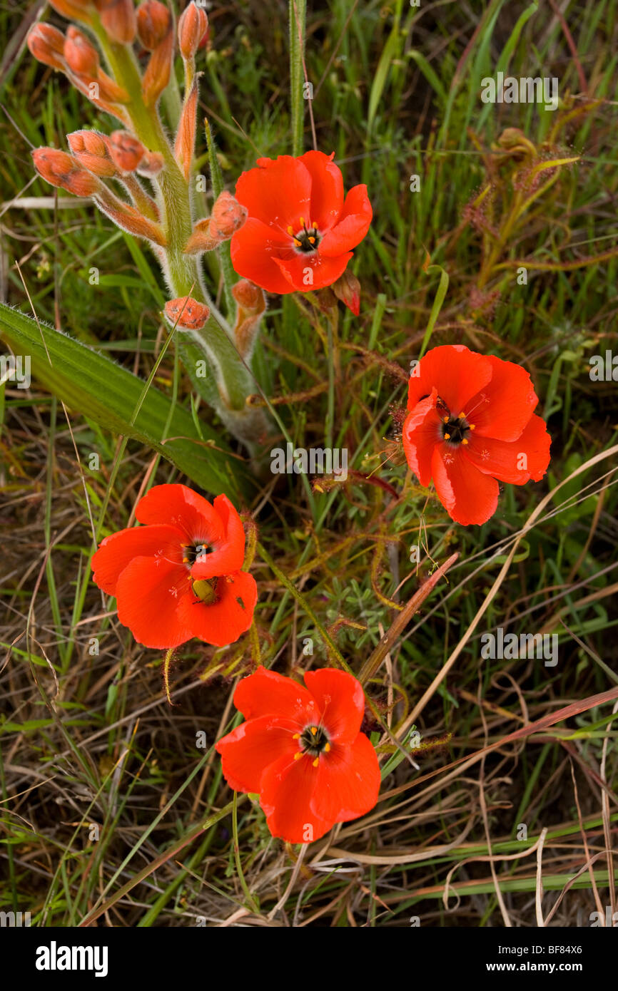 Un beau rouge sundew Drosera, cistiflora à Darling, Afrique du Sud Banque D'Images