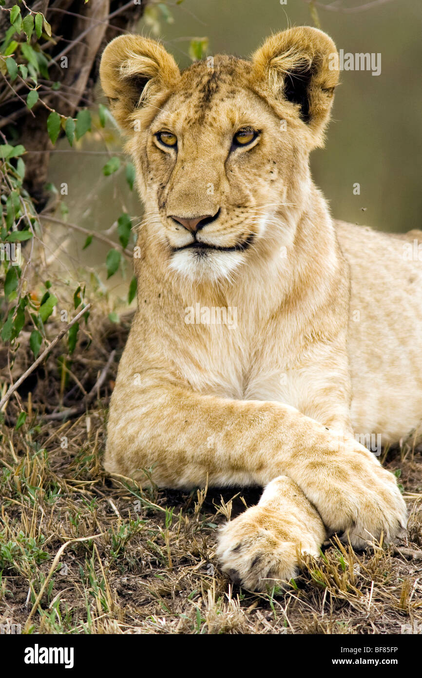 Jeune Lion - Masai Mara National Reserve, Kenya Banque D'Images