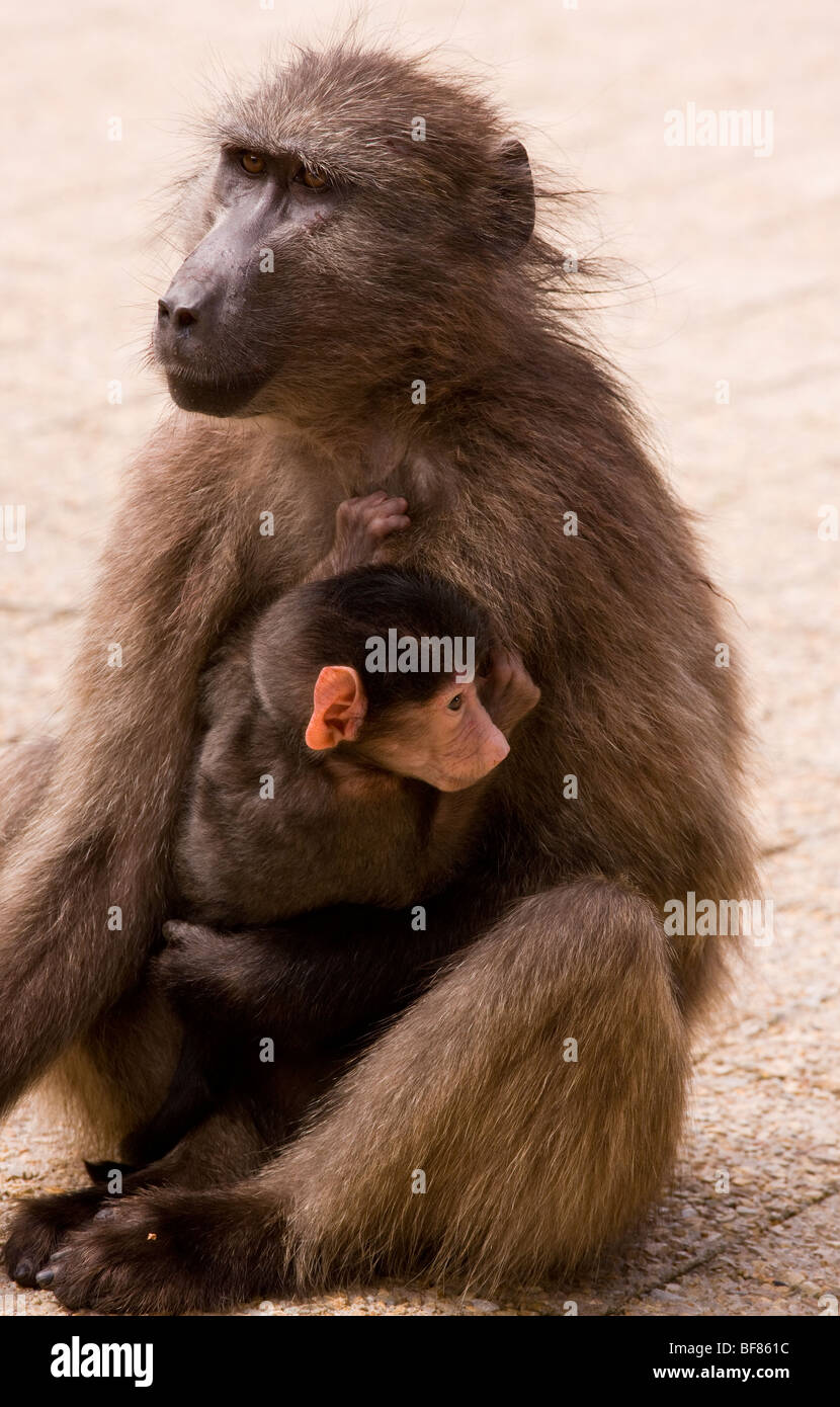 Babouin Chacma Baboon ou Cape, Papio ursinus ; mère avec les jeunes, Le Cap, Afrique du Sud Banque D'Images