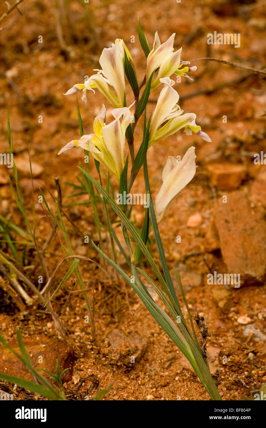 Un orchidiformis, Gladiolus gladiolus sauvages Namaqua, désert, Afrique du Sud Banque D'Images