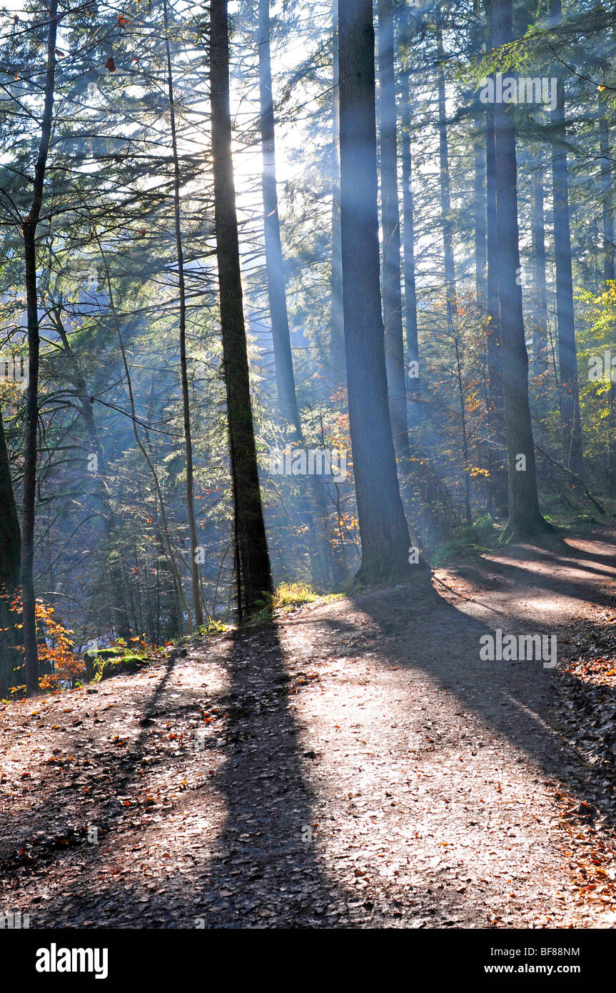 Le Woodland à pied de l'Ermitage à Inver Dunkeld, Perthshire, Écosse, Tayside. 5517 SCO Banque D'Images