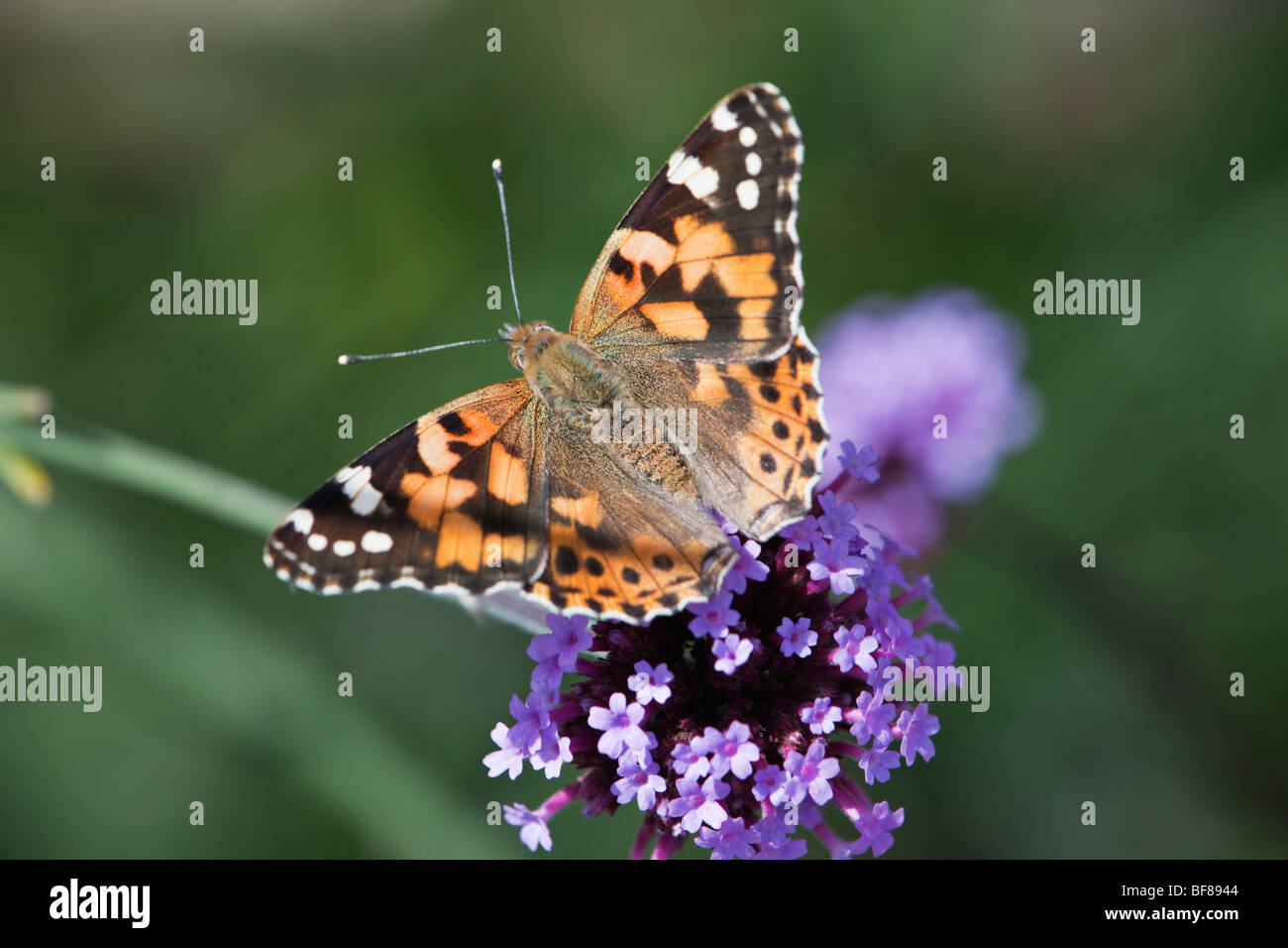 Peint papillon de la Dame (vanessa cardui) sur la buddleia aka le buisson de papillon Banque D'Images