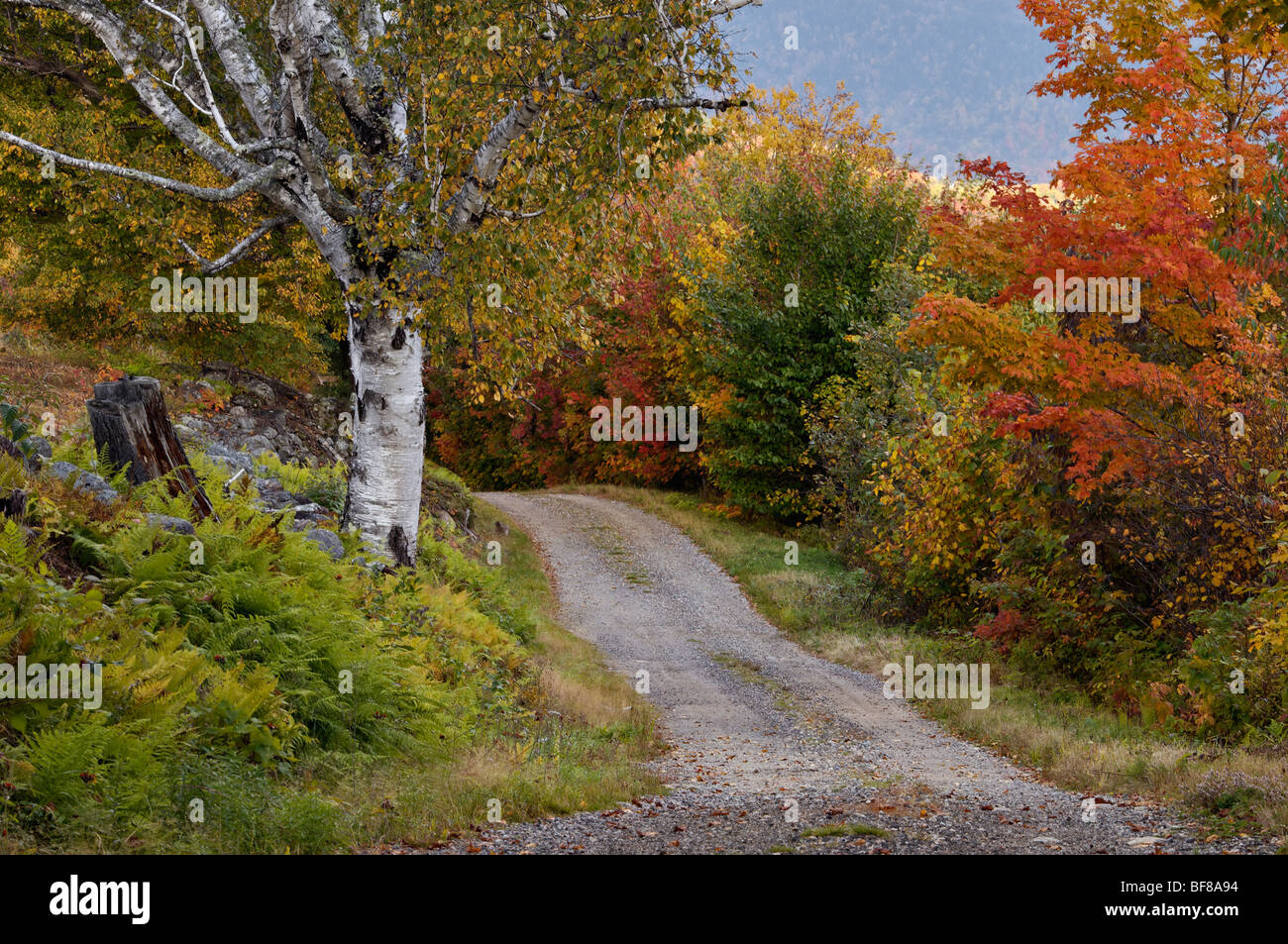 Route de gravier se faufiler le long de montagne en automne dans la forêt nationale des Montagnes Blanches du New Hampshire Banque D'Images