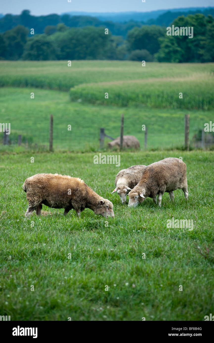 Woolsey ferme, Churchville MD les producteurs de moutons Banque D'Images