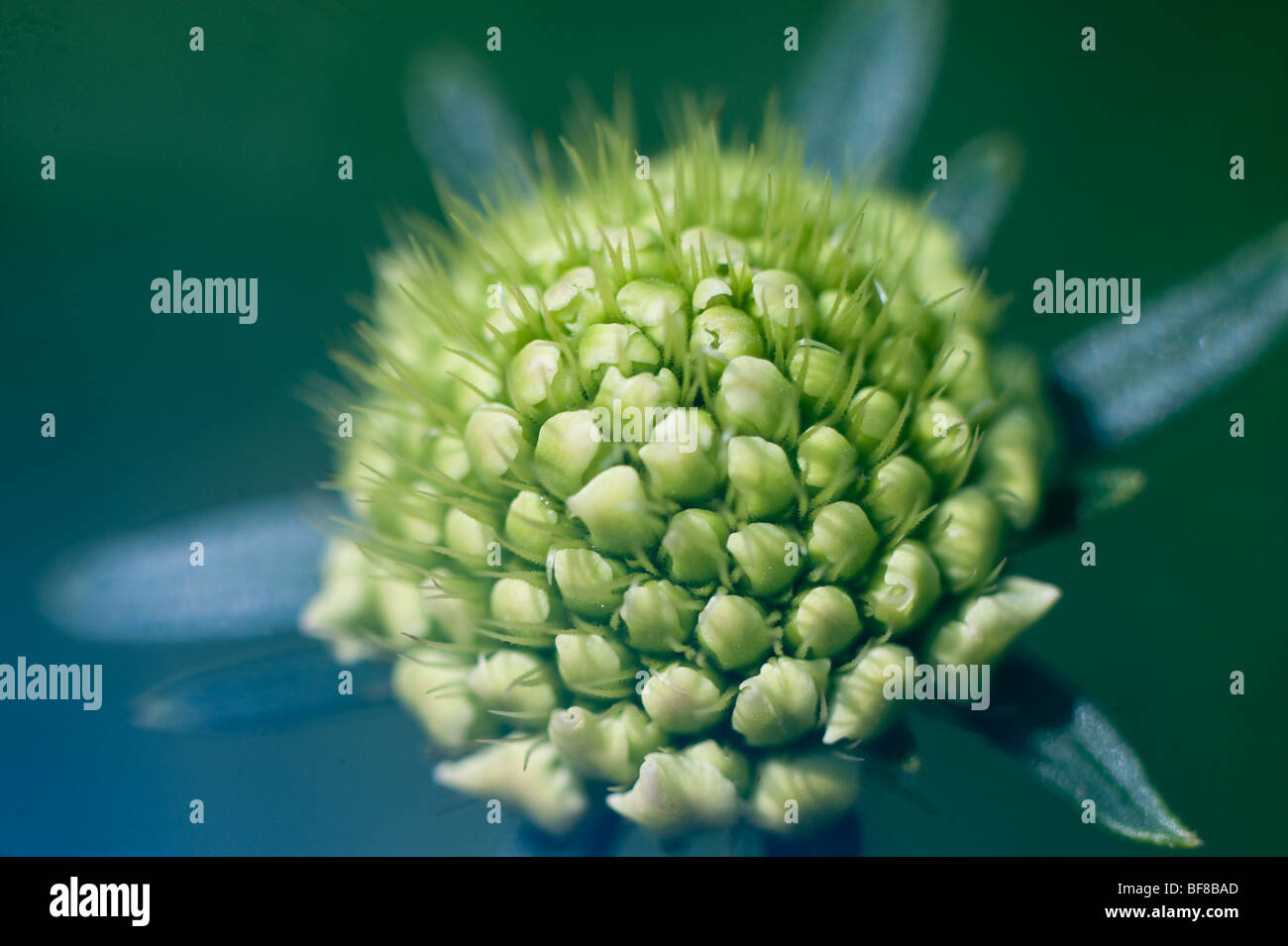 Gros plan fleur Banque D'Images