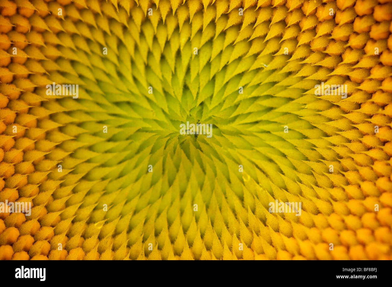 Close up of Sunflower Banque D'Images