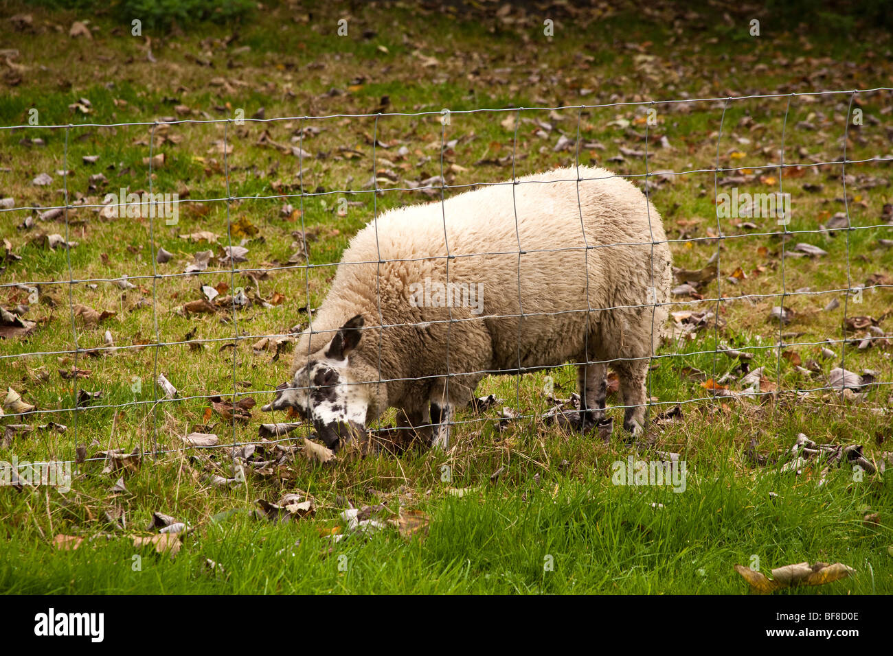 Les moutons Hampshire en Angleterre. Banque D'Images