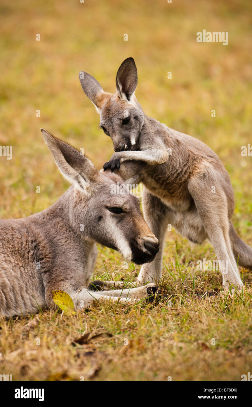 Jeune bébé kangourou joey jouant avec des mamans les oreilles. Banque D'Images