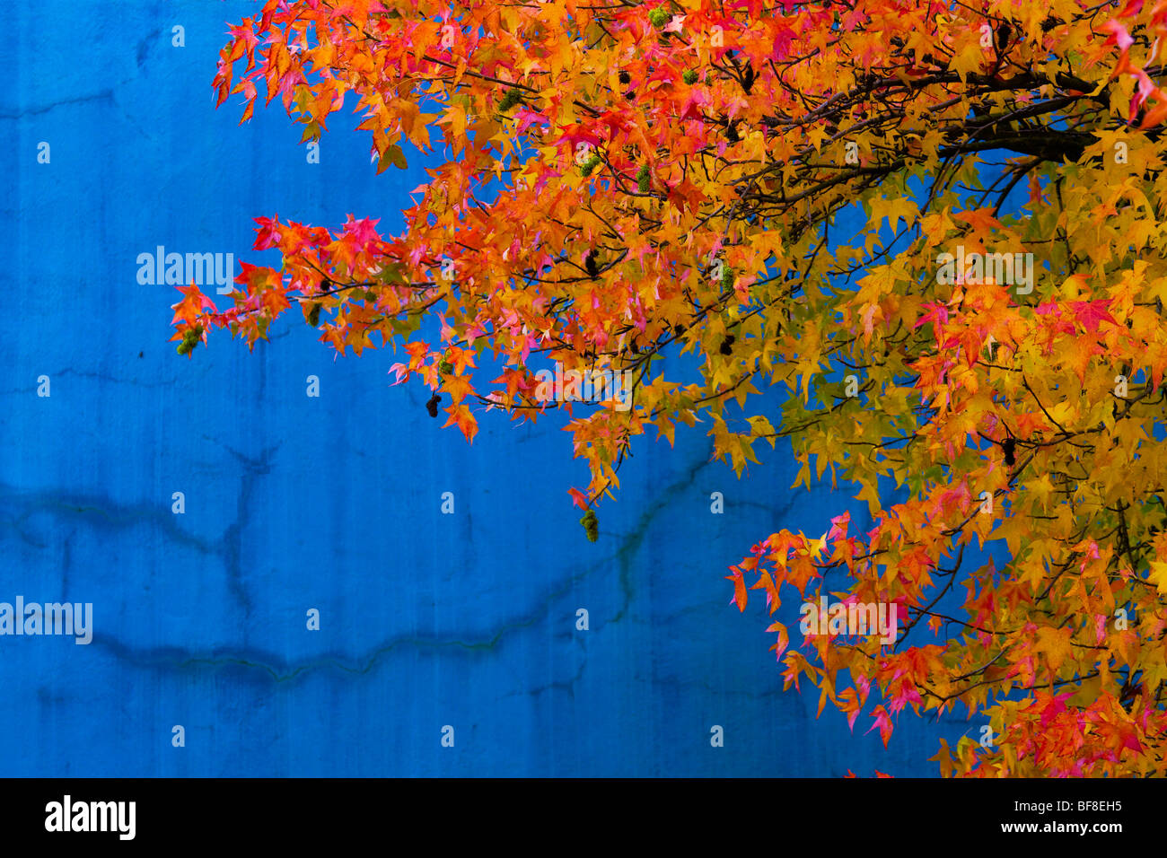 Érable arbre feuilles éclatantes dans la couleur de l'automne contre mur bleu Banque D'Images