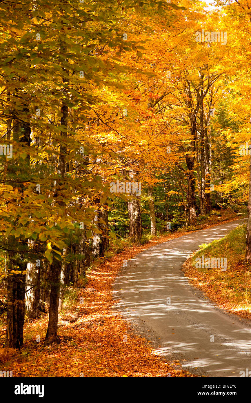 Automne route dans les bois près de Woodstock, Vermont USA Banque D'Images