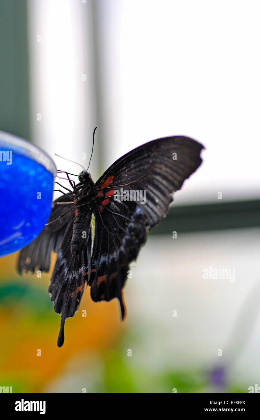 Grand Mormon Papilio memnon Swallowtail Butterfly (papillon) sur le convoyeur de nectar Banque D'Images