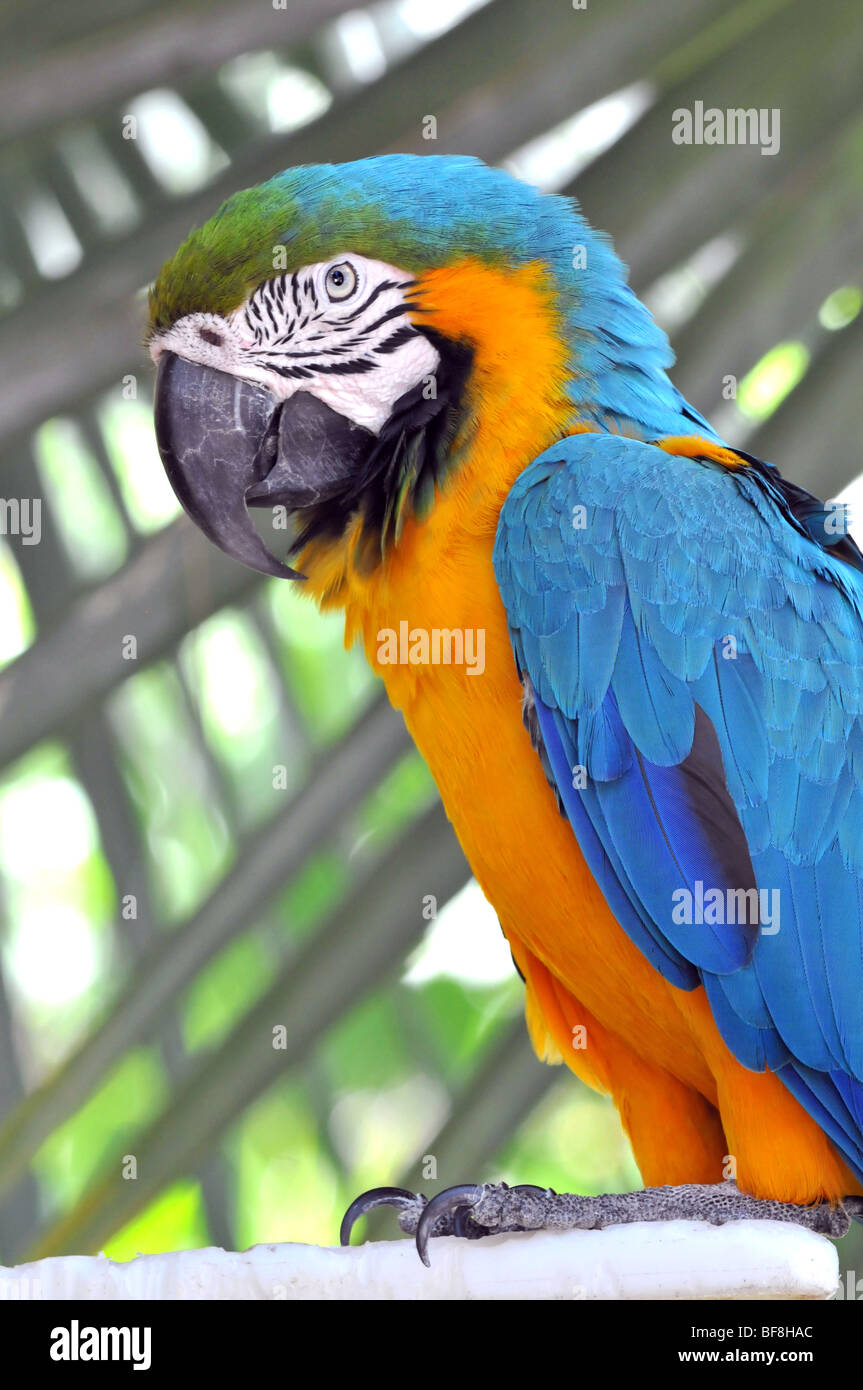 Blue and Gold macaw en vue rapprochée Banque D'Images