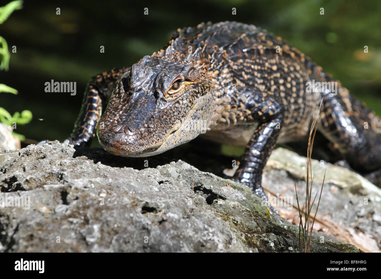 Jeune alligator marcher sur un rocher Banque D'Images Jeune alligator marcher sur un rocher Banque D'Images