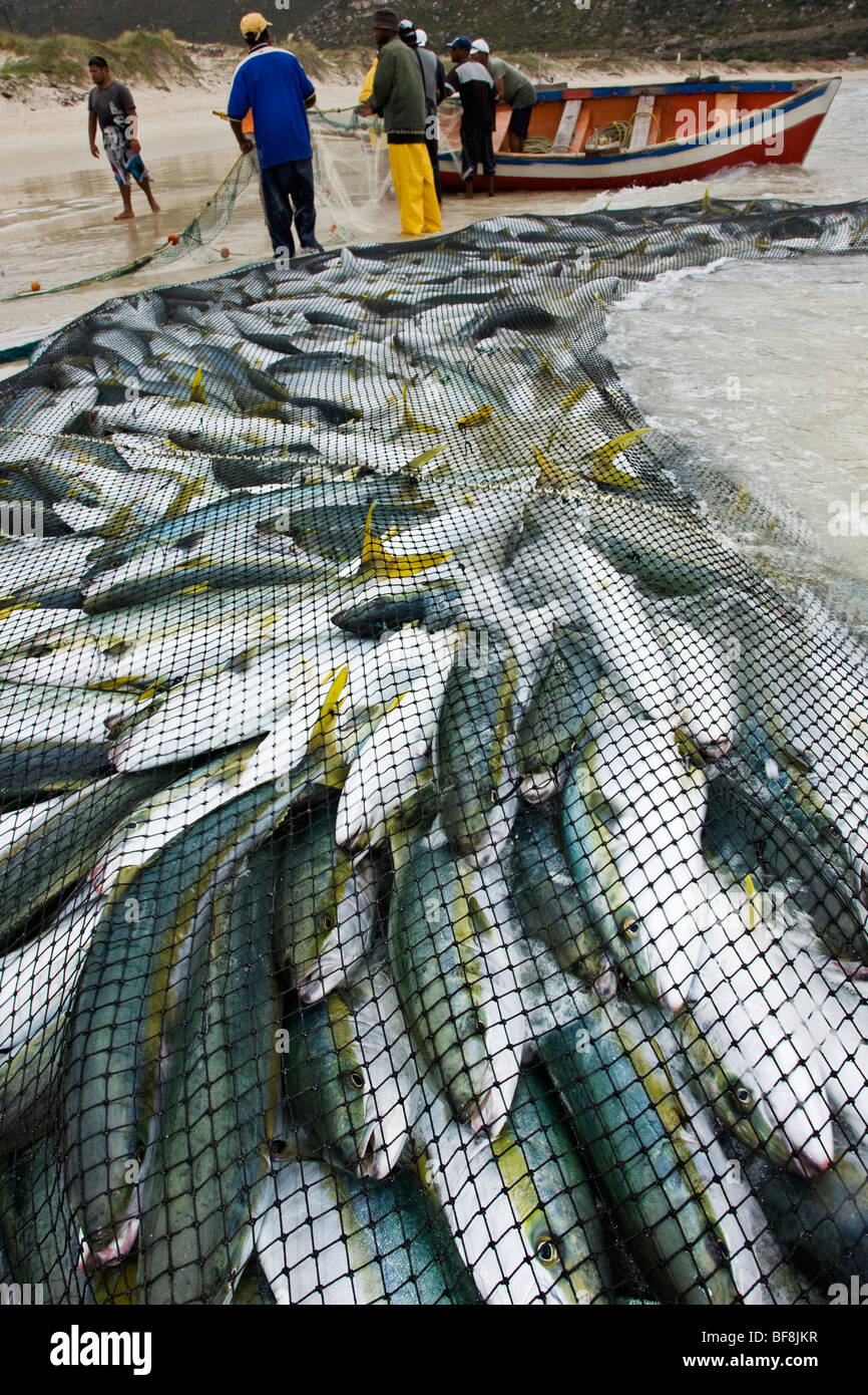 Filet de pêche plein de poissons avec bateau dans le fond. La ville du Cap. L'Afrique du Sud Banque D'Images